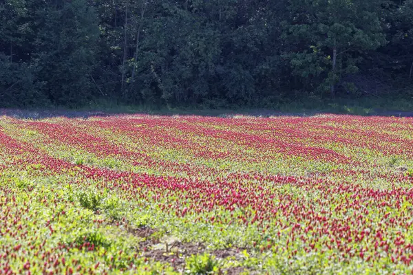 stock image Red flowering incarnate clover in a field near Prittriching in Bavaria as bee pasture