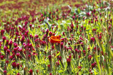 Bavyera 'da Prittrich yakınlarındaki bir tarlada kırmızı çiçek açan yonca, arı otlağı gibi.