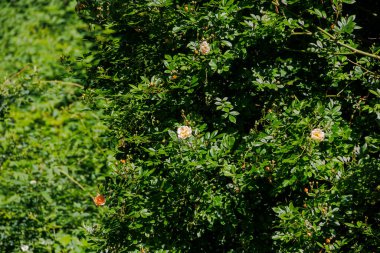 Tırmanan başıboş bir çiçeğin kayısı renkli çiçekleri gül yapraklarının koyu yeşili içinde yükseldi.