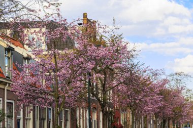 Hollanda 'nın Delft kentinde ilkbaharda sokak, Hollanda, Delft, 25.3.2024