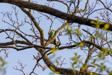 A band-tailed parakeet as a neozoon on the bare branches of a tree in the Dutch city of Delft clipart