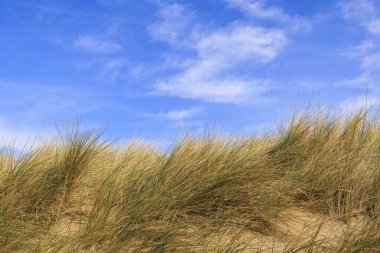 Dune landscape in the Dutch town of Bergen and Zee on a sunny day with a blue sky clipart