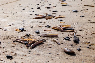 Deniz kabukları dalgaların içinde Kuzey Denizi sahillerinde