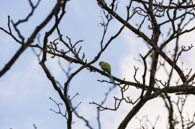 Hollanda 'nın Delft kentindeki bir ağacın çıplak dallarında bir neozoon olarak bant kuyruklu bir muhabbet kuşu.