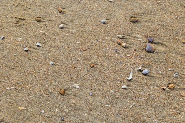 Deniz kabukları dalgaların içinde Kuzey Denizi sahillerinde