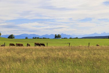 Bavyera 'da Reichling yakınlarındaki Alplere doğru uzanan çayırların ve tarla yollarının üzerinde bir yaz günü mavi gökyüzü ve açık bulutlarla