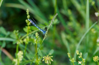 Bataklık mavisi, çayırdaki beyaz yatak örtüsünün çiçeklerinde gizlidir.