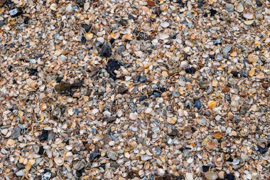 Çeşitli rengarenk, kısmen kırılmış deniz kabuklarından yapılmış 3 boyutlu arkaplan