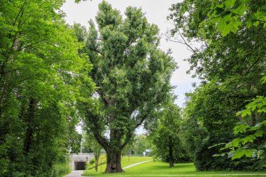 Augsburg Hochzoll 'daki Lech köprüsünde kocaman siyah bir kızılağaç var.