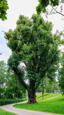 Augsburg Hochzoll 'daki Lech köprüsünde kocaman siyah bir kızılağaç var.