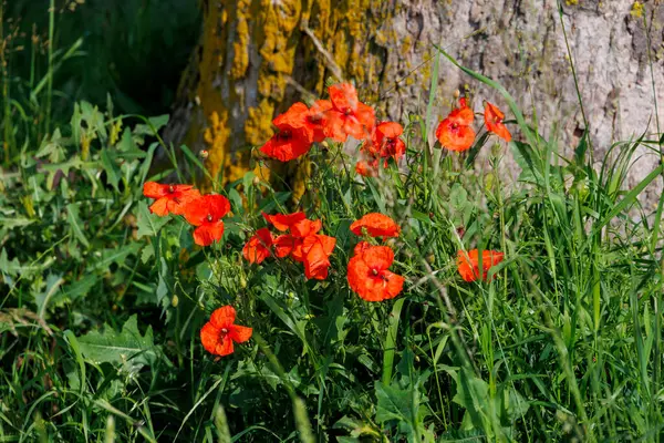 stock image Poppies by the wayside at the foot of a tree