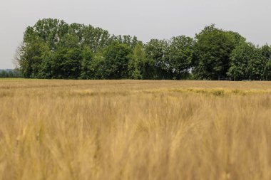 Bir tahıl tarlasında neredeyse olgunlaşmış arpa saplarının arka planı