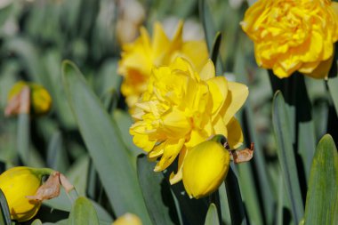 Hollanda, Limmen 'de 28 Mart 2024' te çeşitli nergislerin açtığı bir tarla.