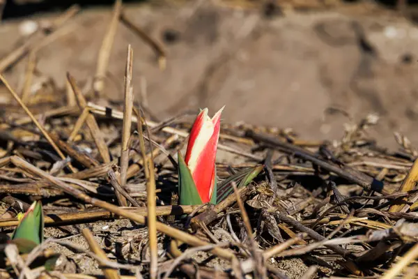 stock image A red and white dwarf tulip stretches its flower out of the ground in spring in the Netherlands, Limmen, 28 March 2024