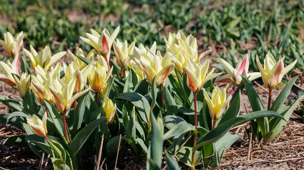 stock image white red tulips in spring in the Netherlands, Limmen, 28.3.2024