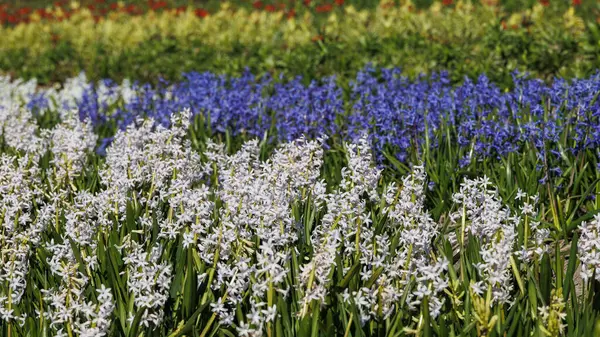 stock image A field with blooming hyacinths in spring in the Netherlands, Limmen, 28.3.2024