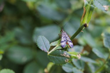 Bir Alman akrep sineği vahşi bir gülün yaprağında dinlenir.