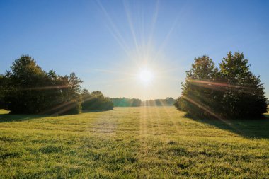 Sabah güneş bir çayırın üzerinde ışıl ışıl doğar.