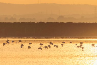 Gün batımında bir flamingo sürüsü Montpellier yakınlarındaki Etang de Perols sularında altın ışıkta.