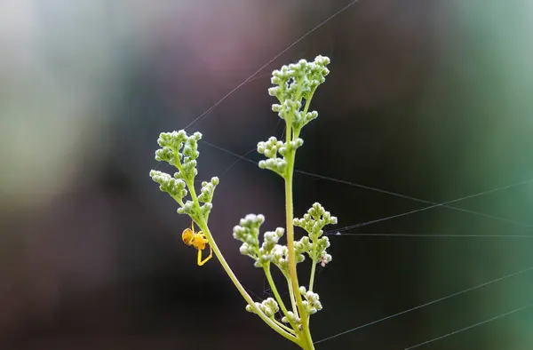 stock image A variable crab spider at the inflorescence of a meadowsweet plant in the forest in Siebenbrunn near Augsburg