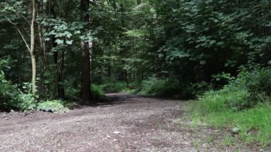 Yeşil orman yolu, gündüz manzarası. 