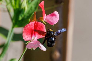 Bir menekşe marangoz arısı bir bahçedeki tatlı bezelye çiçeklerinde polen ve nektar topluyor menekşe marangoz arısı bir bahçede polen ve nektar topluyor
