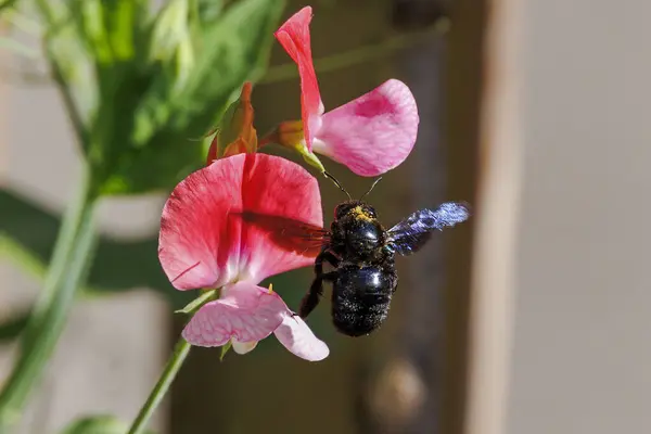 stock image A violet carpenter bee collecting pollen and nectar on sweet pea flowers in a gardenA violet carpenter bee collecting pollen and nectar on sweet pea flowers in a garden