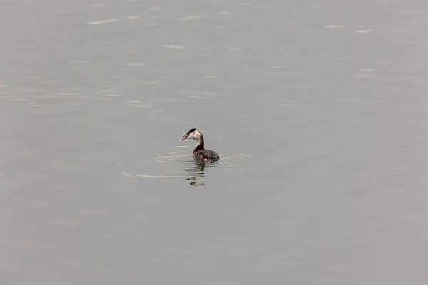 stock image A great crested grebe in the water of Lake Mandicho near Mering