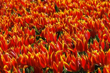 Hollanda, Limmen 'de baharda çiçek açan kırmızı ve beyaz laleler, 28.3.2024