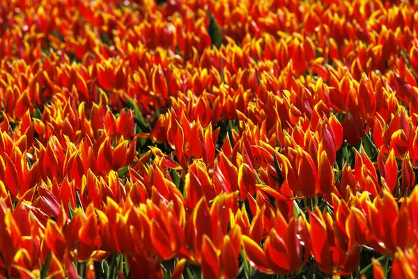 Hollanda, Limmen 'de baharda çiçek açan kırmızı ve beyaz laleler, 28.3.2024