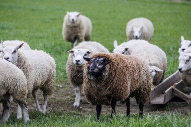 Hollanda 'da otlaktaki koyunlar kameraya tepeden bakar.