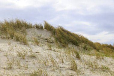 Fırtınalı bir günde, Hollanda 'nın Petten aan Zee sahilinde bulutlu bir gökyüzü ile denize bakan kumullara bakın.