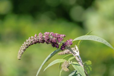 Kelebek çalısının çiçekli sümüğü, yeşilin bulanık arka planında çiçek açmadan kısa bir süre önce.