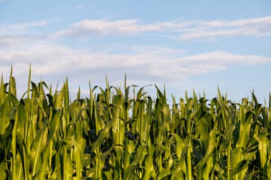 Hafif bulanık mavi gökyüzünün önündeki mısır tarlasının sivri yaprakları.
