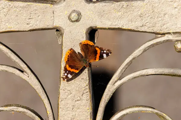 stock image a butterfly red admiral on an iron fence lattice