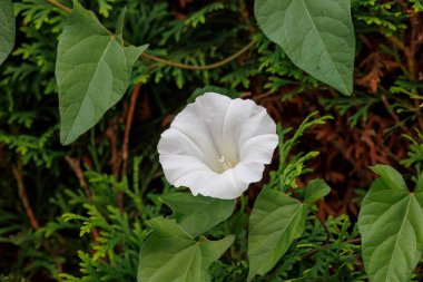 Beyaz kalibreli bir tarla yosunu, bir çitin üstüne tırmanıyor.