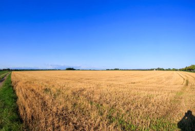 Bavyera 'daki Inningen yakınlarında toplanan buğday tarlasının parlak mavi gökyüzüne bakın.