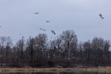 Augsburg yakınlarında soğuk, gri bir kış gününde martılarla ördek ve kuğularla Kuhsee Gölü 'ne bakın.