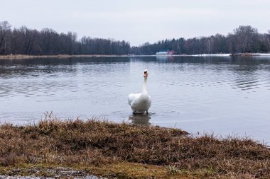 Augsburg yakınlarında soğuk, gri bir kış gününde martılarla ördek ve kuğularla Kuhsee Gölü 'ne bakın.