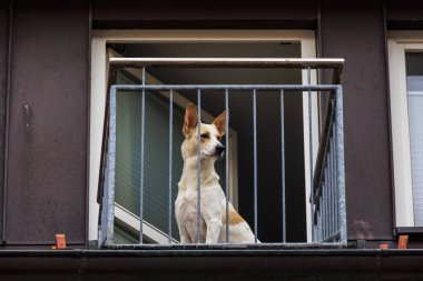 Kahverengi beyaz köpek bir balkonda oturur ve yukarıdan sokağa bakar.