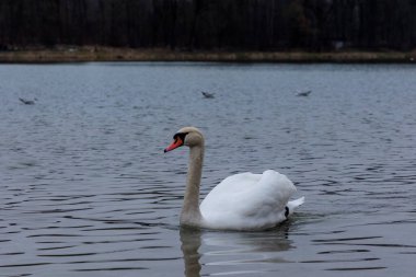 Bir kış günü Augsburg yakınlarındaki Kuhsee 'de dilsiz bir kuğu yüzer.