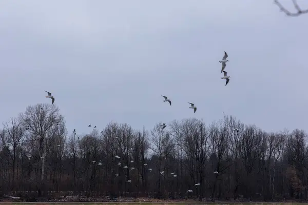 stock image View over Kuhsee lake with seagulls ducks and swans near Augsburg on a cold gray winter day