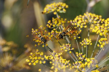 Two wasps sitting on the yellow flowers of a fennel plant clipart