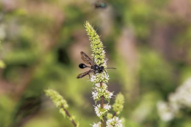 A Mexican grass-carrying wasp sits on the white blossom of a mint plant clipart