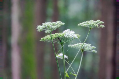 A black beetle sits in the flower spike of a hogweed plant clipart