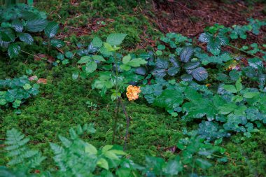 A chanterelle in the moss between clover leaves and blackberry vines clipart