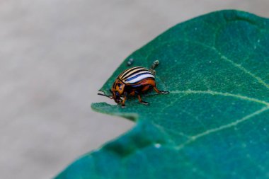 A Colorado potato beetle sits on the leaf of an augergine plant and eats holes in the leaf clipart