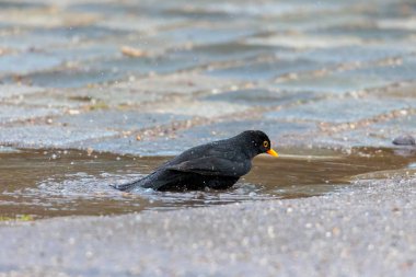 A male blackbird takes a bath in a rain puddle clipart