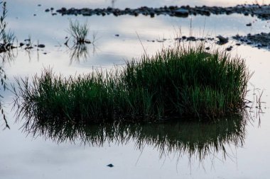 Akşamları Augsburg 'da ıssız bir yerde bir su birikintisinin yüzeyine çimen yaprakları yansıtılır.
