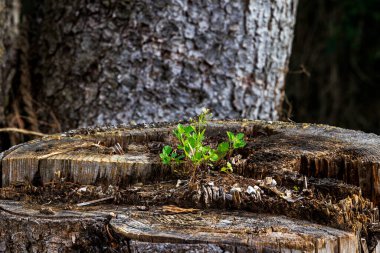 Kesilmiş bir ağacın kütüğünde vahşi bir bitki yetişiyor.
